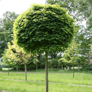 Elegant Acer saccharinum Klon srebrzysty