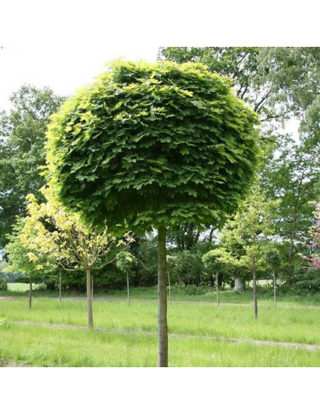 Elegant Acer saccharinum Klon srebrzysty