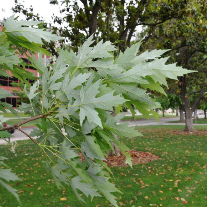 Klon srebrzysty Elegant Acer saccharinum