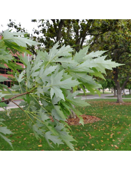 Klon srebrzysty Elegant Acer saccharinum