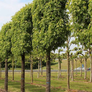 Pyramidale Acer saccharinum Klon srebrzysty