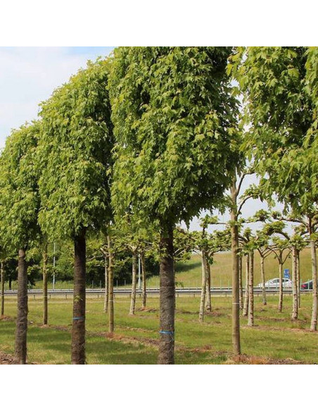 Pyramidale Acer saccharinum Klon srebrzysty