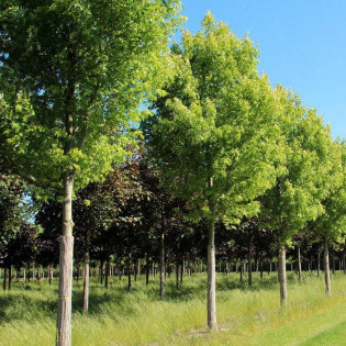 Pyramidale Acer saccharinum Klon srebrzysty 2