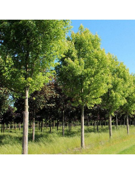 Klon srebrzysty Pyramidale Acer saccharinum