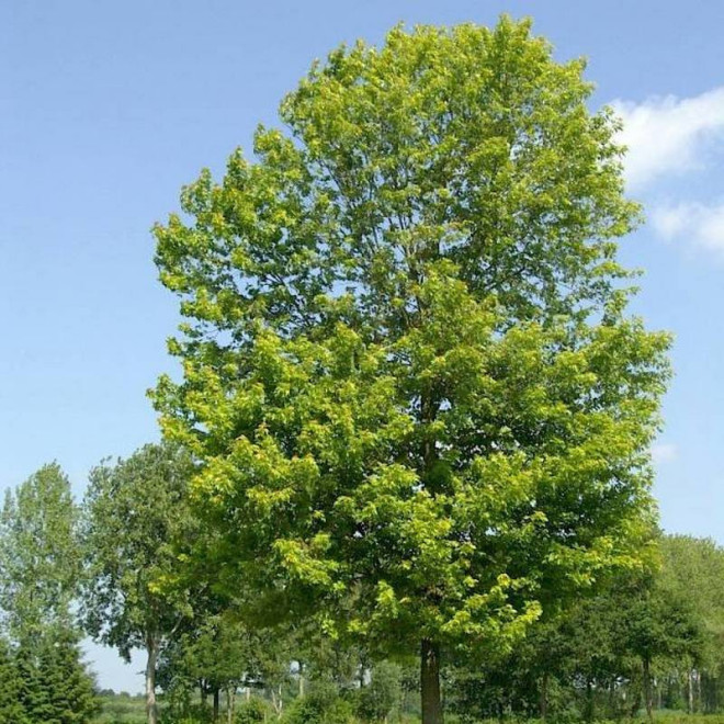 Klon srebrzysty Acer saccharinum Pyramidale