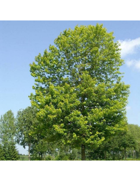 Klon srebrzysty Acer saccharinum Pyramidale