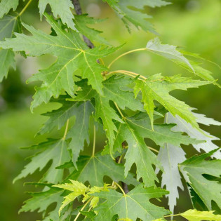 Klon srebrzysty Acer saccharinum