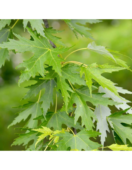 Klon srebrzysty Acer saccharinum