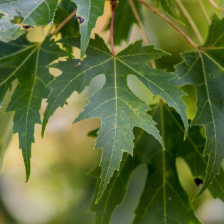 Klon srebrzysty Acer saccharinum 2