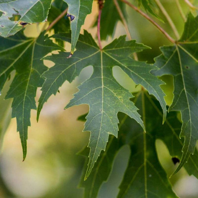 Acer saccharinum Klon srebrzysty