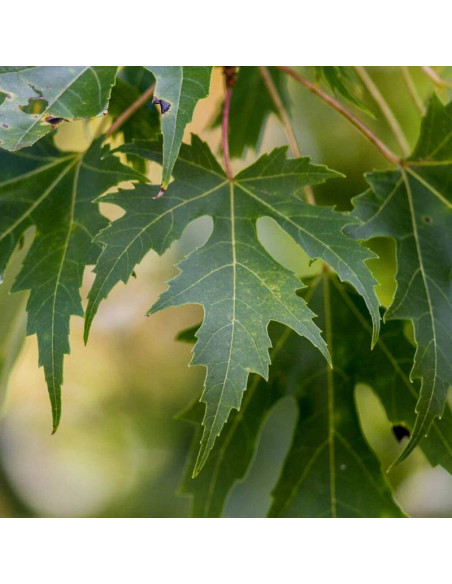 Acer saccharinum Klon srebrzysty
