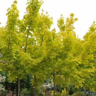 PRINCETON GOLD Acer platanoides Klon pospolity