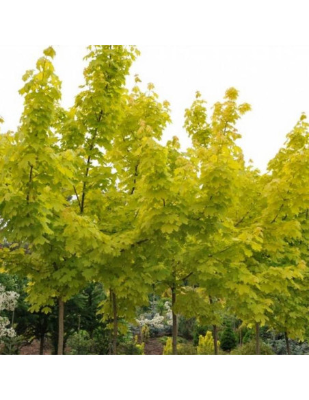 PRINCETON GOLD Acer platanoides Klon pospolity