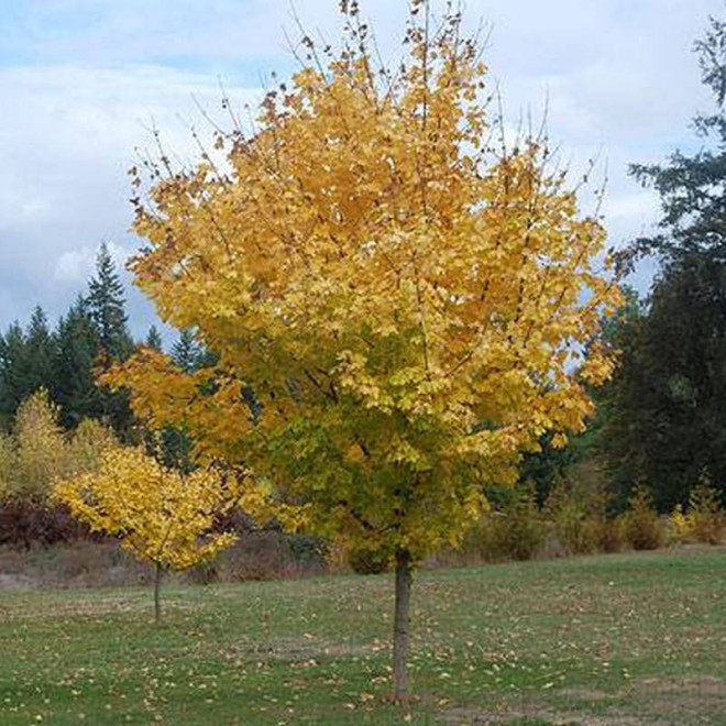 Klon pospolity  PRINCETON GOLD Acer platanoides