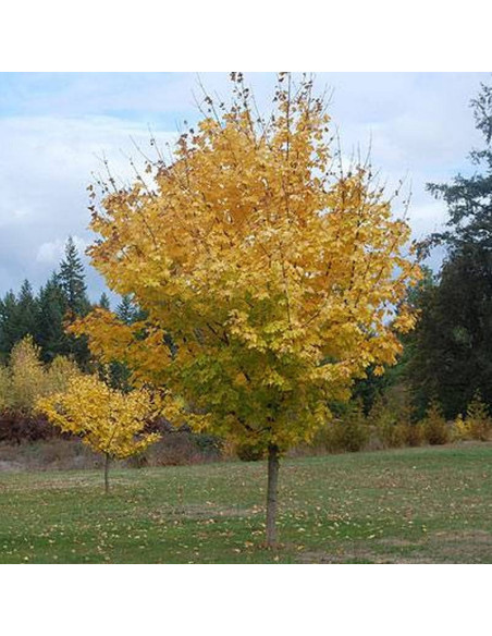 Klon pospolity  PRINCETON GOLD Acer platanoides