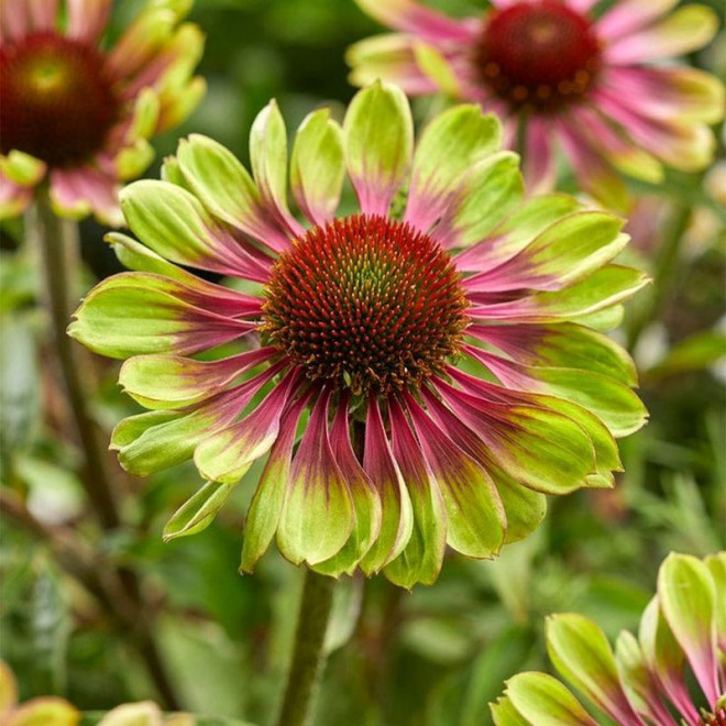 Jeżówka Green Twister Echinacea