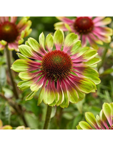 Jeżówka Green Twister Echinacea
