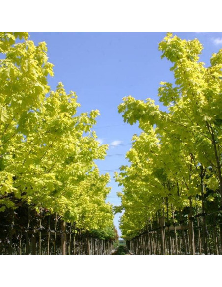 Klon pospolity Acer platanoides PRINCETON GOLD