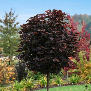 Purple Globe Acer platanoides Klon pospolity