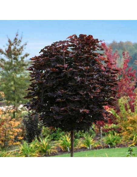 Purple Globe Acer platanoides Klon pospolity