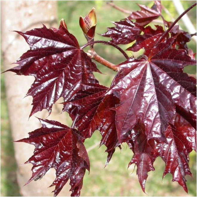 Klon pospolity Purple Globe Acer platanoides