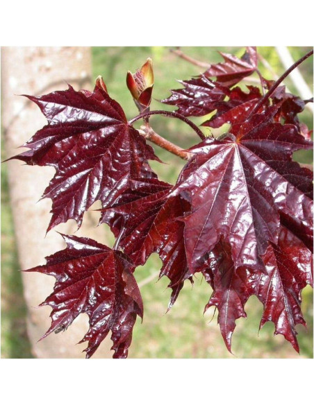 Klon pospolity Purple Globe Acer platanoides