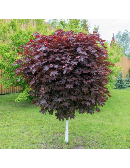 Klon pospolity Acer platanoides Purple Globe