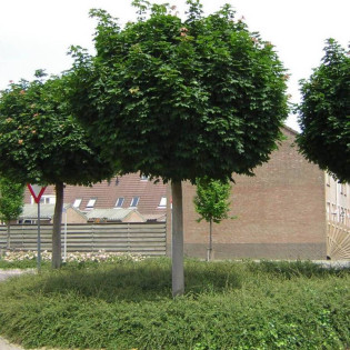 Globosum Acer platanoides Klon pospolity