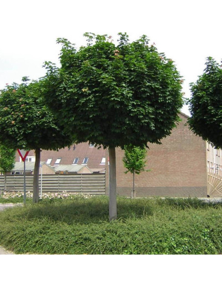 Globosum Acer platanoides Klon pospolity