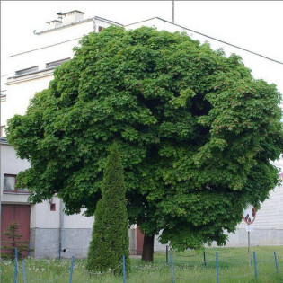 Globosum Acer platanoides Klon pospolity 2