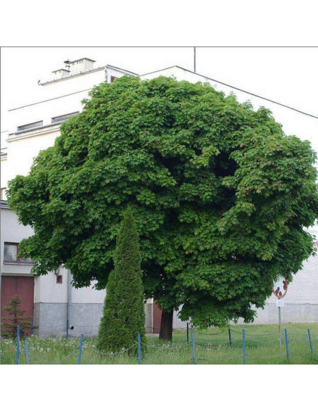 Klon pospolity Globosum Acer platanoides