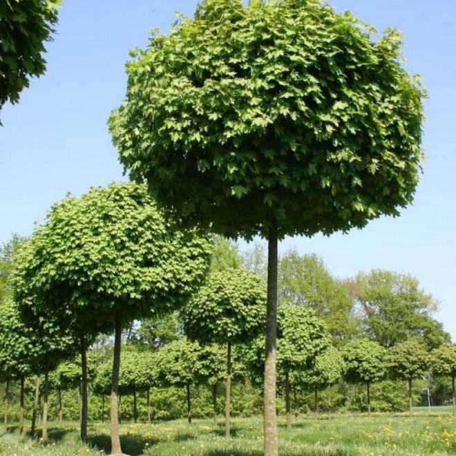 Acer platanoides Klon pospolity Globosum