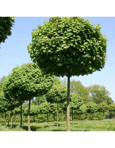 Acer platanoides Klon pospolity Globosum