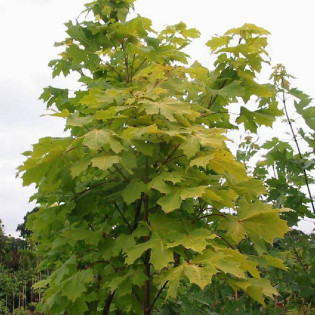Acer platanoides Klon pospolity