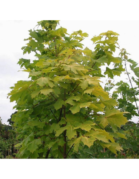 Acer platanoides Klon pospolity