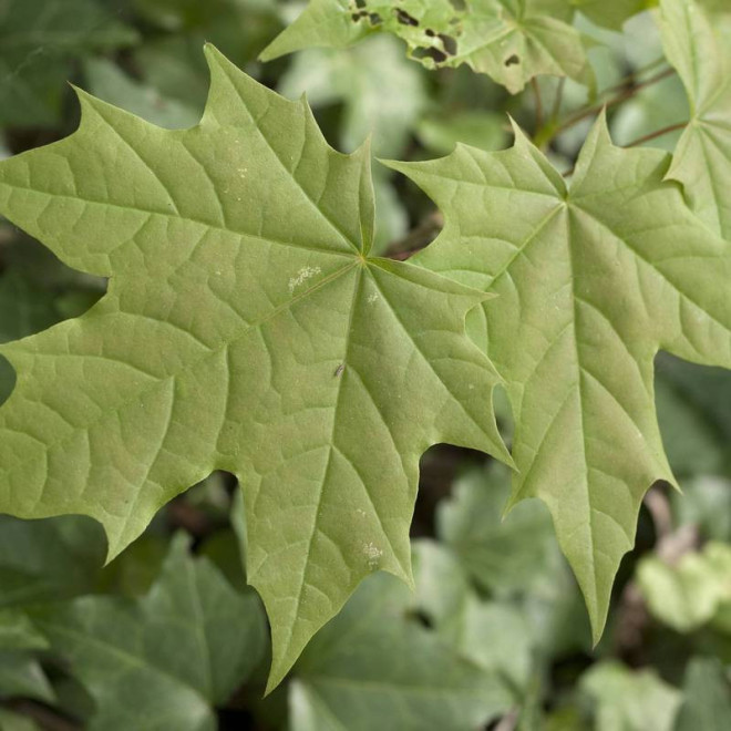 Klon pospolity Acer platanoides