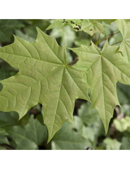 Klon pospolity Acer platanoides