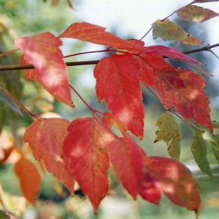 Klon jesionolistny Sensation Acer negundo