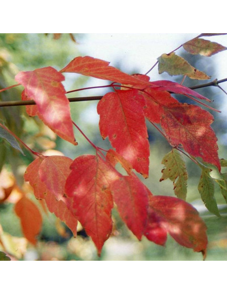 Klon jesionolistny Sensation Acer negundo