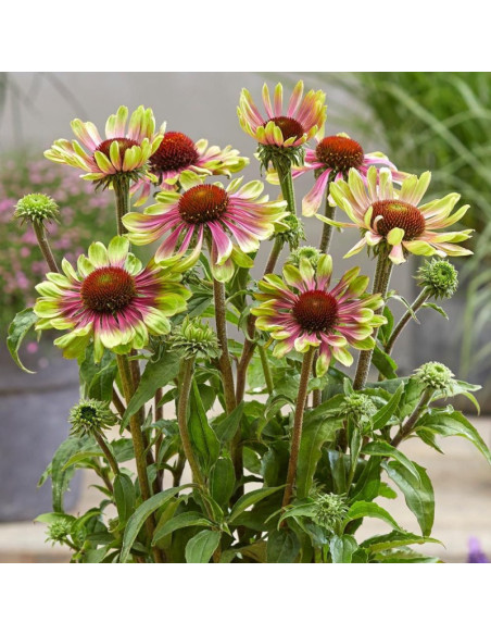 Echinacea Jeżówka Green Twister