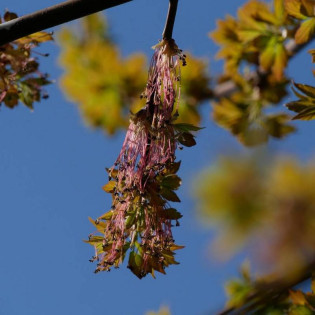 Klon jesionolistny Sensation Acer negundo 2