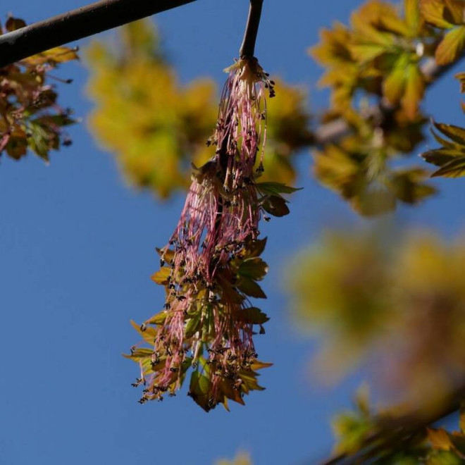 Sensation Acer negundo Klon jesionolistny