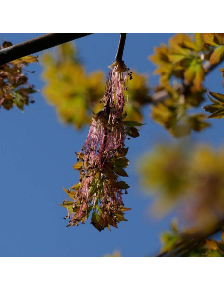 Sensation Acer negundo Klon jesionolistny