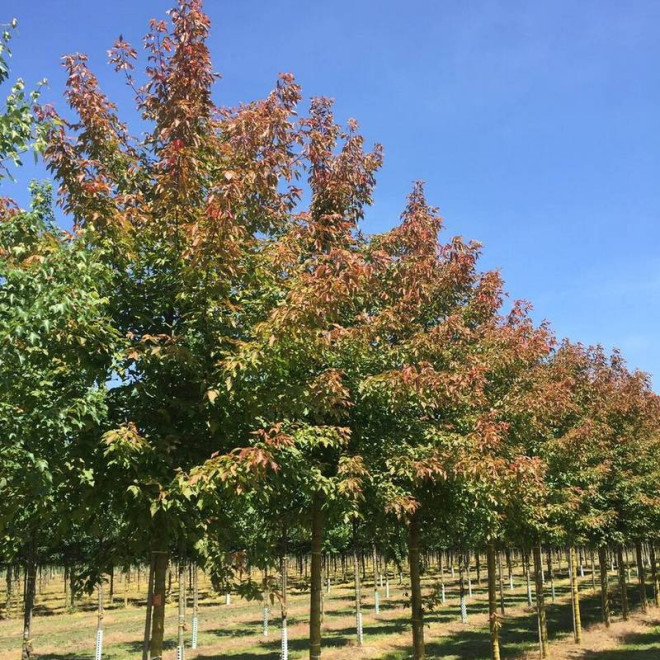 Klon jesionolistny Acer negundo Sensation