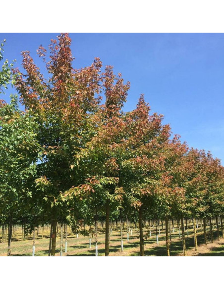 Klon jesionolistny Acer negundo Sensation