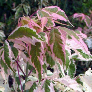 Flamingo Acer negundo Klon jesionolistny