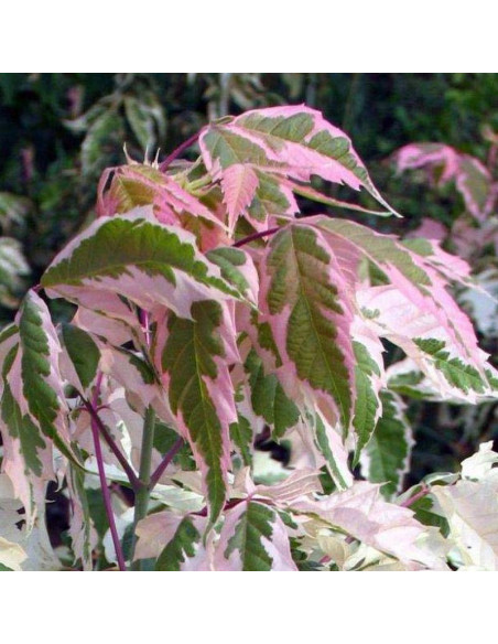 Flamingo Acer negundo Klon jesionolistny