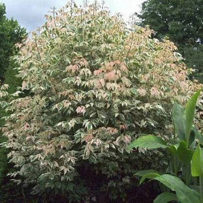 Klon jesionolistny Flamingo Acer negundo