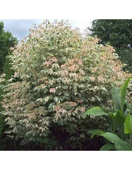 Klon jesionolistny Flamingo Acer negundo