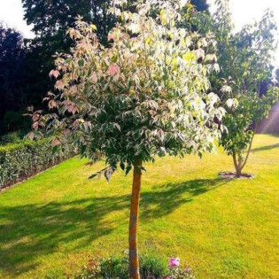 Flamingo Acer negundo Klon jesionolistny 2